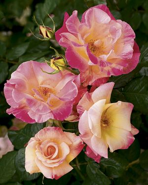 Rosa Climbing (Jacob's Robe)