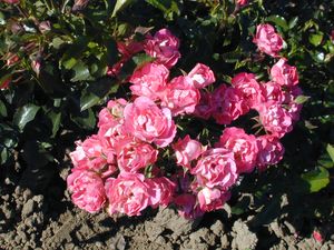Rosa Landscape/Shrub (Fairy Meidiland o.r.)