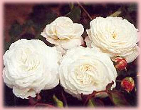 Rosa Bourbon (Boule de Neige)