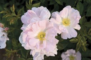 Rosa Climbing (Morning Magic o.r.)