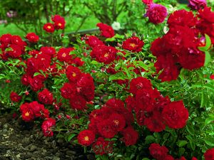 Rosa Landscape/Shrub (Red Ribbons)