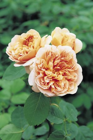 Rosa English Rose (Tea Clipper)