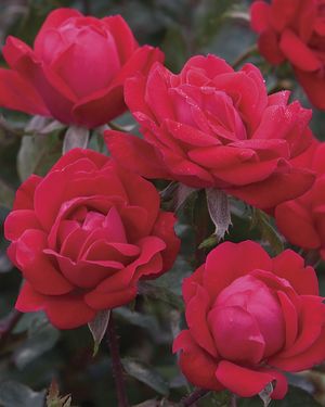 Rosa Landscape/Shrub (Double Knock Out)