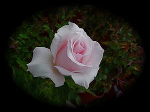 Rosa Hybrid Tea (Bride's Dream)
