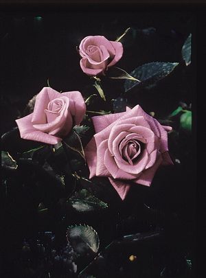 Rosa Miniature (Lavender Sunblaze)