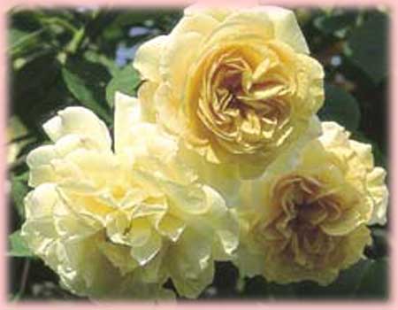 Rosa Climbing (Buff Beauty)