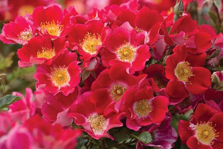 Rosa Landscape/Shrub (Carefree Spirit o.r.)