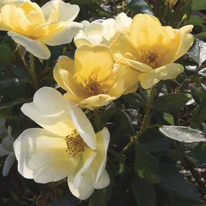 Rosa Landscape/Shrub (Sunny Knock Out)