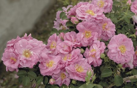 Rosa Landscape/Shrub (Cape Diamond o.r.)