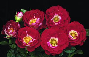 Rosa Landscape/Shrub (Teeny Bopper o.r.)