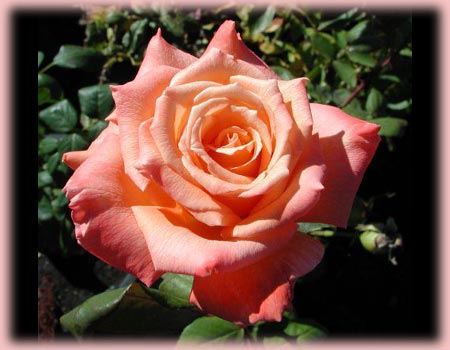 Rosa Hybrid Tea (Hollywood Star)