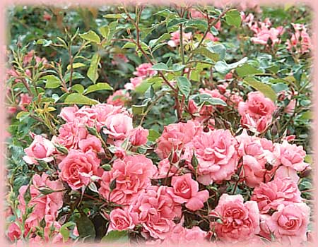 Rosa Landscape/Groundcover (Electric Blanket (gc) o.r.)