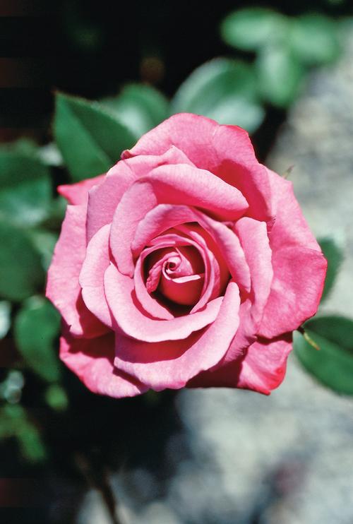 Rosa Miniature (Baby Paradise o.r.)