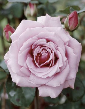 Rosa Grandiflora (Silver Star)