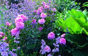 Rosa English Rose (The Mayflower)