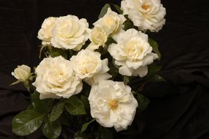 Rosa Floribunda (September Mourn o.r.)