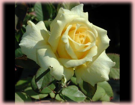 Rosa Hybrid Tea (Hopie Girl)