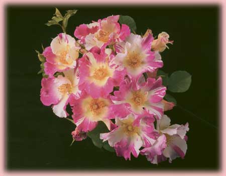Rosa Climbing (Soaring Spirits)