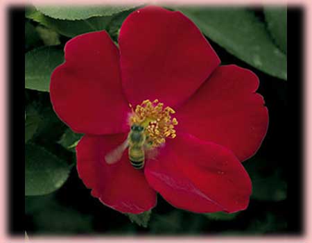 Rosa Landscape/Shrub (Home Run (s) o.r.)