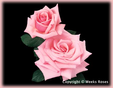 Pretty in Pinks!