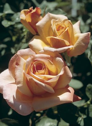 Rosa Hybrid Tea (Tahitian Sunset)