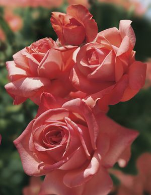 Rosa Hybrid Tea (Spellbound)