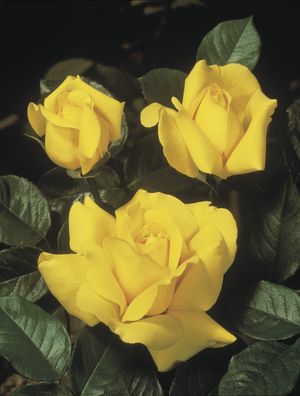 Rosa Hybrid Tea (Gina Lollobrigida)