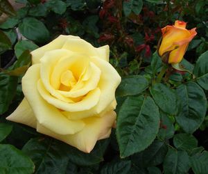 Rosa Grandiflora (Aztec Gold)