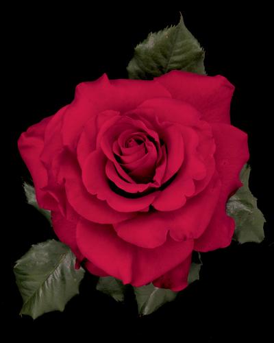 Big Pictures Of Red Roses. But here#39;s a really-red rose