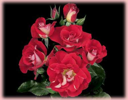 Rosa Floribunda (Topsy Turvy)