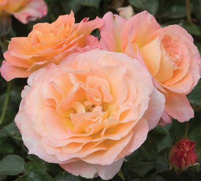 Rosa Floribunda (Easter Basket)