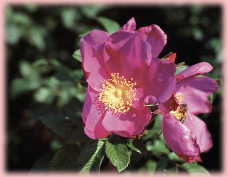 Rosa Landscape/Shrub (Raspberry Rugostar o.r.)