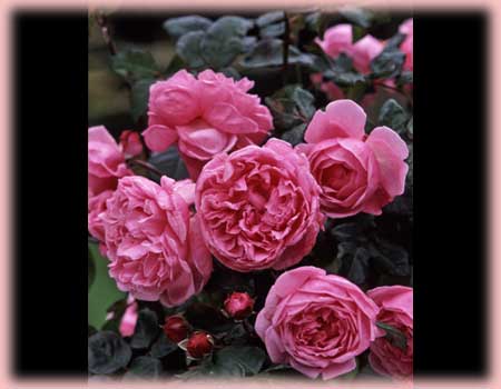 Rosa English Rose (Bishop's Castle)