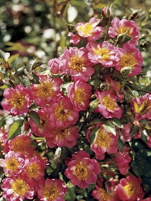 Rosa Miniature (Baby Bloomer o.r.)