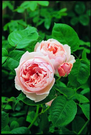 Rosa English Rose (The Shepherdess)