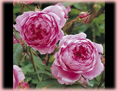 Rosa English Rose (Huntington Rose)