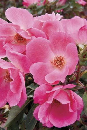 Rosa Landscape/Shrub (Pink Knock Out)