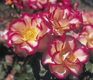 Rosa Floribunda (Betty Boop)