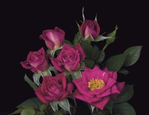 Rosa Miniature (Daddy's Little Girl <b><i>New 2010</b></i>)