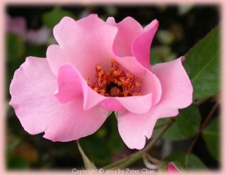 dainty bess rose
