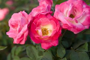 Rosa Climbing (Cancan)