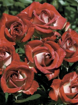 Rosa Miniature (Cinnamon Girl)