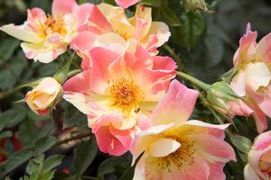 Rosa Climbing (Citrus Burst)