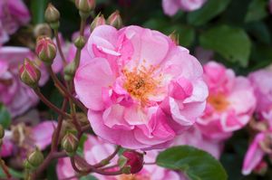 Rosa Landscape/Shrub (Lavender Meidiland o.r.)