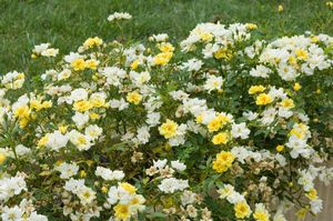 Rosa Landscape/Shrub (Lemon Splash o.r.)