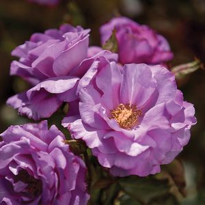 Rosa Floribunda (Singin' The Blues o.r.)