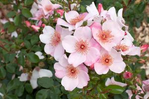 Rosa Climbing (The Charlatan o.r.)