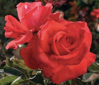 Rosa Hybrid Tea (Dolly Parton)