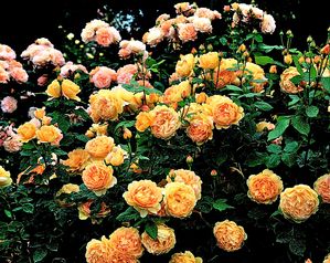 Rosa English Rose (Golden Celebration)