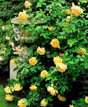 Rosa English Rose (Golden Celebration)